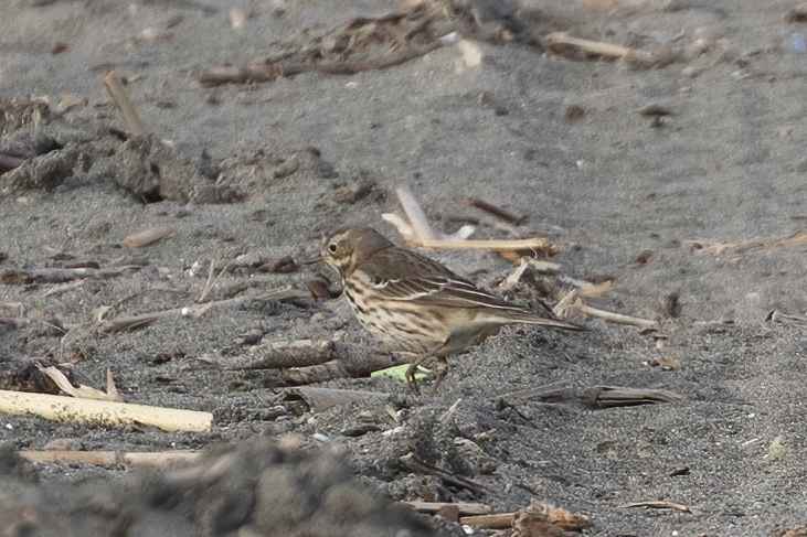American Pipit
